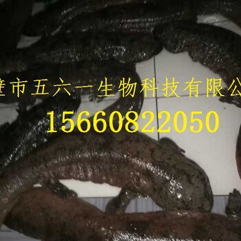 娃娃魚的功效與作用&鶴壁娃娃魚養(yǎng)殖基地