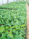 广西南宁西贡蕉苗、广西香蕉苗、广西金粉1号蕉苗种植图片4