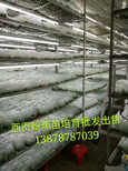 广西南宁西贡蕉苗、广西香蕉苗、广西金粉1号蕉苗种植图片3