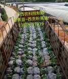 广西南宁西贡蕉苗、广西香蕉苗、广西金粉1号蕉苗种植图片2