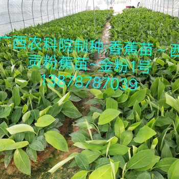 广西金粉蕉苗、香蕉苗、西贡蕉苗、香蕉粉蕉试管苗培育基地