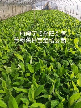 广西兴旺培育香蕉苗西贡粉蕉苗金粉一号广粉蕉苗