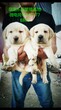 铜仁拉布拉多犬价格拉布拉多幼犬多少钱一只楼上适合养拉布拉多么图片