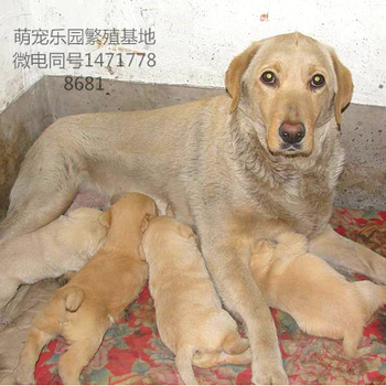 无锡奶白拉布拉多幼犬赛级后代血统豪华保活驱虫全