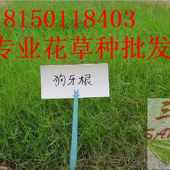 云南高速邊坡噴播植草草種配比及播種量，每平方播種克數(shù)及價格