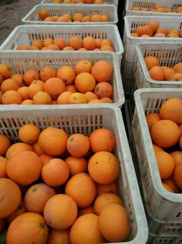 常年供应柑橘.脐橙.蜜柚.芦柑等农副产品