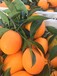 常年供應柑橘.臍橙.蜜柚.蘆柑等農副產品