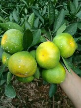 宜昌蜜橘