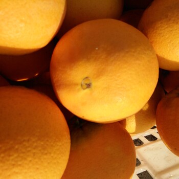 秭归脐橙.纽荷尔大量上市，果园看货，以质论价