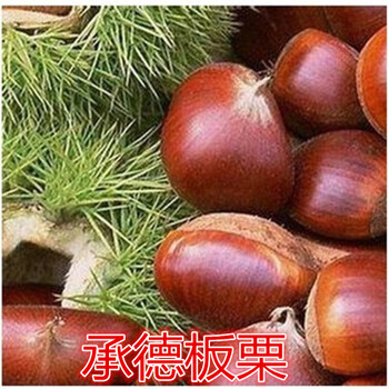 哪里有板栗苗、1公分2公分3公分板栗樹苗價(jià)格