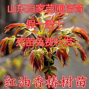 香椿樹苗報價香椿樹苗多少錢一根香椿樹哪里賣