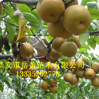 单果重1斤的黄金梨树苗2公分黄金梨树苗4.8元一棵出售