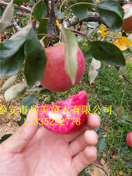 紅肉蘋果苗哪里有賣2公分蘋果苗價(jià)格紅肉蘋果口感