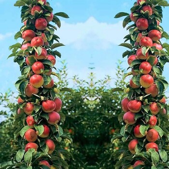 供应苹果新品种海珠短富1号2公分苹果树苗