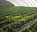 京怡香草莓苗大量出售價格0.3元一棵今年草莓苗價格