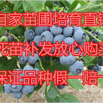 供应80公分高2年蓝莓苗蓝莓树苗价格2年蓝莓苗