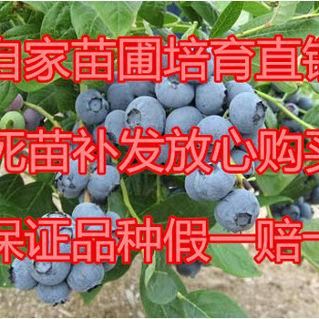 供應80公分高2年藍莓苗藍莓樹苗價格2年藍莓苗
