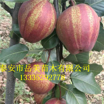 供應(yīng)1年梨樹苗0.8公分以上梨樹苗2年掛果3年豐產(chǎn)
