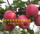 苹果矮化砧木m9t337密植栽培的意义