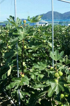 1公分-5公分無花果樹苗哪里有賣1公分-5公分無花果價格