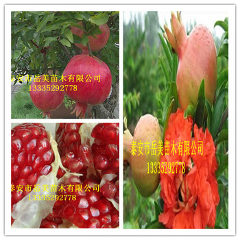 供應(yīng)5公分甜石榴樹苗5公分石榴樹能結(jié)幾個(gè)石榴