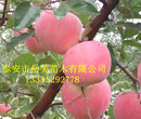 高150cm苹果树苗价格2.50元/株,苹果树苗价格表图片