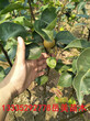 供应1.2米高梨树苗1年梨树苗长多高