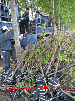 杏樹苗寧夏種植基地杏樹苗哪里便宜大規(guī)模杏樹基地