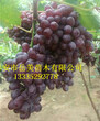 葡萄樹新品種紫狀元葡萄樹苗市場少見品種紫狀元葡萄苗圖片