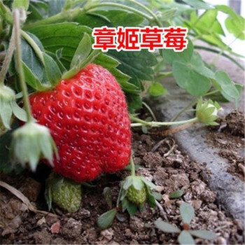 安徽哪里有草莓苗出售草莓新品種小白草莓