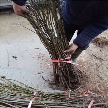 幾公分的無花果樹能結(jié)果結(jié)果的無花果樹多少錢一棵