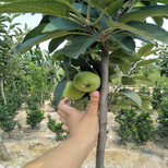 适合南方种植的苹果树红色之爱红肉苹果苹果苗图片2