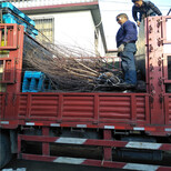 适合南方种植的苹果树红色之爱红肉苹果苹果苗图片4