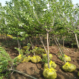 适合南方种植的苹果树红色之爱红肉苹果苹果苗图片5