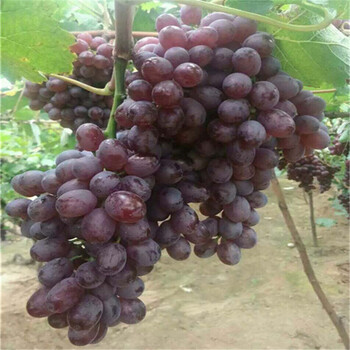 供应吉林白山葡萄园大棚葡萄园适合种植的葡萄品种