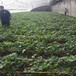 供应广东佛山草莓苗南方草莓苗品种广东大棚草莓苗