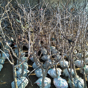 供應(yīng)黑龍江佳木斯冬棗樹(shù)5公分結(jié)果棗樹(shù)苗耐寒棗樹(shù)