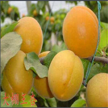 供應(yīng)貴州安順金杏梅杏杏樹苗2公分杏樹苗價(jià)格