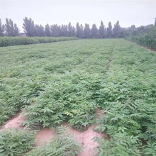 黑龍江齊齊哈爾大棚香椿苗90公分高香椿苗價格