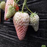 供应内蒙古海拉尔草莓苗大棚草莓苗甜查理草莓图片1