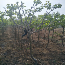 供應(yīng)安徽香椿苗80公分高香椿苗大棚香椿苗多少錢一株