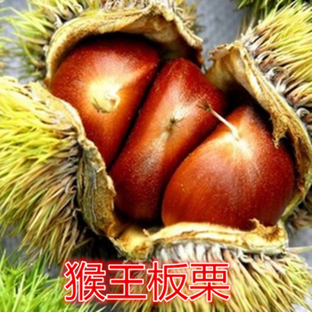 3公分4公分5公分板栗苗結(jié)果6公分7公分8公分板栗樹
