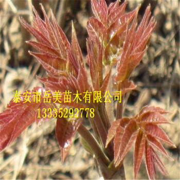 怎样种植香椿树香椿什么样的好