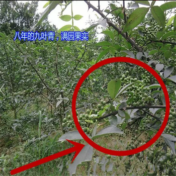 贵州遵义100万花椒苗出售0.3-1公分花椒苗出售