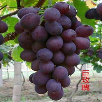 户太8号葡萄树苗哪里便宜紫色葡萄果品种苗