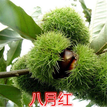 板栗苗一畝收入多少錢(qián)1公分板栗樹(shù)苗哪里買(mǎi)