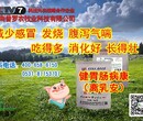 济南普罗制造：健胃肠病康（离乳安）---浅谈仔猪消化不良怎么办？图片