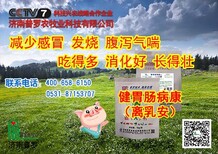 济南健胃肠病康（离乳安）---仔猪拉稀怎么办？图片0