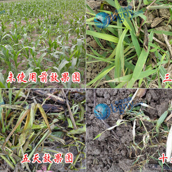 2017夏玉米安全除草劑硝磺·莠去津玉樂200mlX40瓶禾闊通除