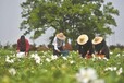 天津薊州堯舜油用牡丹不種糧食改種花，是“不務正業”？還是“另辟蹊徑”？